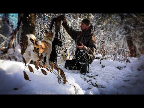 Видео: МЕДВЕДЬ ОБЛОЖЕН. ДОБЫЛИ ПЕРВУЮ КУНИЦУ С СОБАКАМИ.