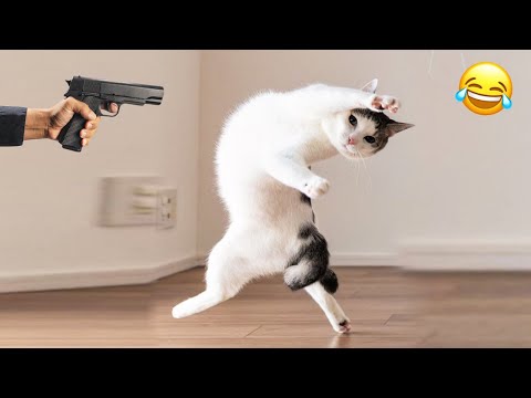 Видео: Глупые животные заставят вас смеяться до упаду 😂