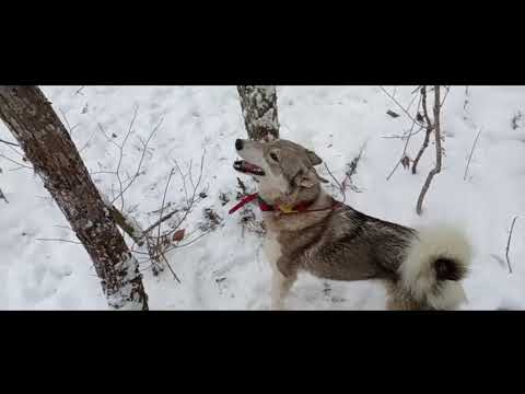 Видео: 13 ноября 2024 г.
