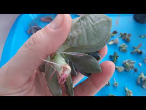 Видео: Размножение суккулентов черенками. Что , когда, зачем, почему.