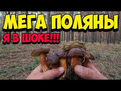 Видео: Это просто 😱Треш! Сколько Польских Грибов! Полтавская область!