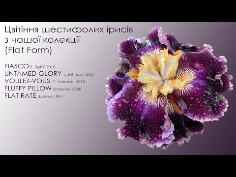 Видео: Цвітіння шестифолих ірисів із нашої колекції (FLAT FORM) 2023, ч. 1