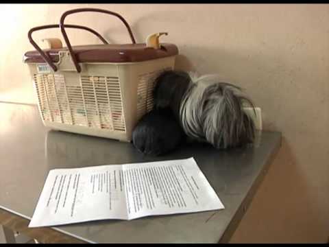 Видео: Я и мой хозяин от 1 марта Морская свинка