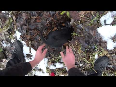 Видео: Охота на барсука!