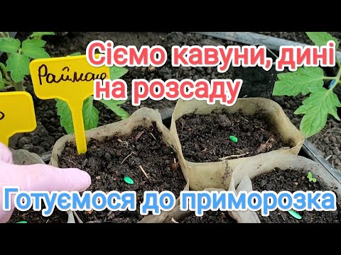 Видео: 18 квітня. Сіємо розсаду кавунів, дині. Висадила цибулю Ексібішен, посіяли Агресора.