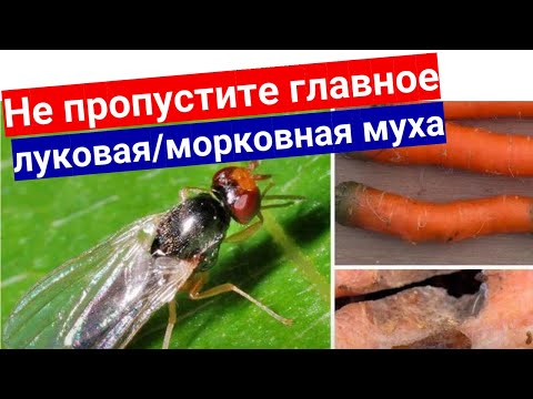 Видео: Как избавиться от морковной и луковой мухи разом. Почему не поможет севооборот и совместные посадки