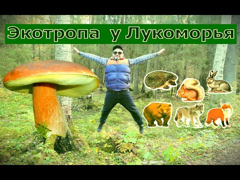 Видео: Заказник "Северное побережье Невской губы" / Экотропа "У Лукоморья"