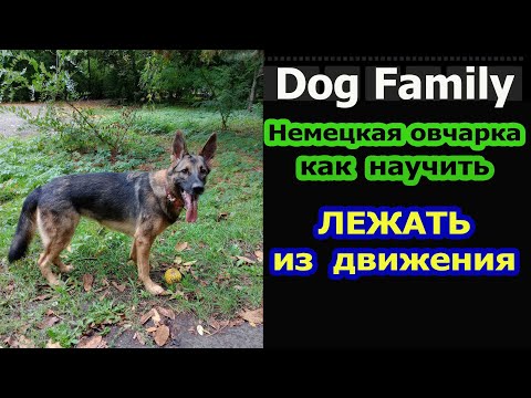 Видео: ДРЕССИРОВКА НЕМЕЦКОЙ ОВЧАРКИ КОМАНДА СТОЯТЬ ИЗ ДВИЖЕНИЯ КАК ДРЕССИРОВАТЬ НЕМЕЦКУЮ ОВЧАРКУ
