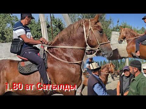 Видео: Ноокат ЖЫЛКЫ Базарда  Чоң. Ат Сатылды  