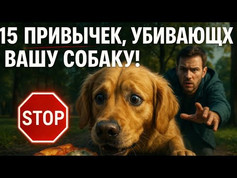 Видео: 15 опасных привычек на прогулке, которые вредят собаке!