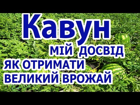 Видео: КАВУНИ: від посіву до збору.Невелика площа, відкритий ґрунт. Мій досвід вирощування - одразу про все