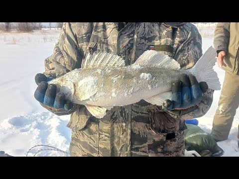 Видео: рыбалка с ночёвкой на судака Вячеславское водохранилище 2022- 2023