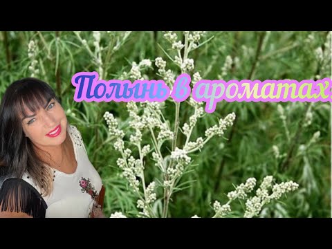 Видео: Ароматы с нотой полыни. Артемизия в парфюме.#парфюмерия #elenasydney