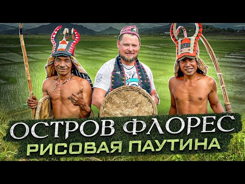 Видео: Флорес. Остров с самыми уникальными рисовыми полями-паутинами #shortsvideo #travel #trip #nature