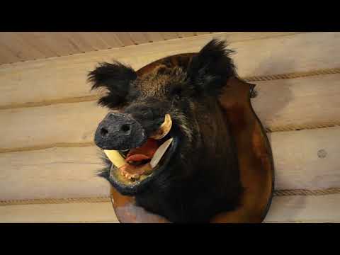 Видео: Охотничье хозяйство "Брянский охотник"