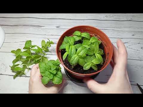 Видео: 🌿 Мята на Подоконнике растет Круглый Год! 🌿 Выращивание мяты из черенков в домашних условиях