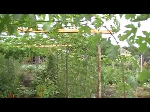 Видео: Шпалера для виноградника