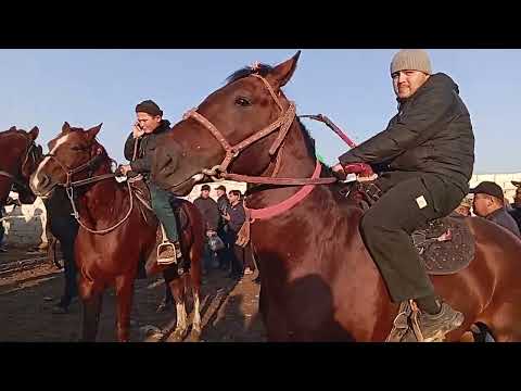 Видео: 💯💯Асп бозори Ленски Район 27-Ноябр навори тоза.💯💯