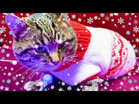 Видео: Как связать свитер для кота. Вяжем одежду для животных. Наряды для кошки.