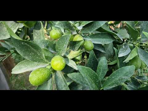 Видео: Дарахти кумкват, дар ш.Ҳисор, боғи ҳоҷи Абдулло