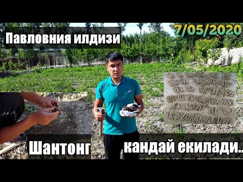 Видео: Павловния илдиз каламчаси кандай екилади 2020