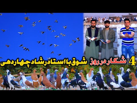 Видео: 4 охоты за один день | Страстное увлечение мастером Ахмадом Рашадом Чардехи | Большая опасность м...