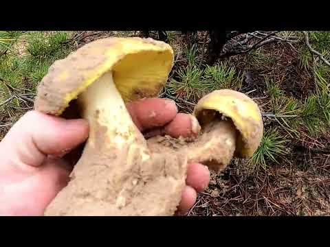Видео: Сбор грибов. Рядовка зеленая, зеленушка. Грибы 2022