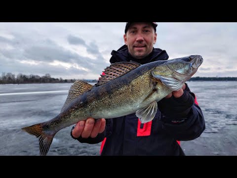 Видео: Судак на Соснах. Ловля на віби та балансири