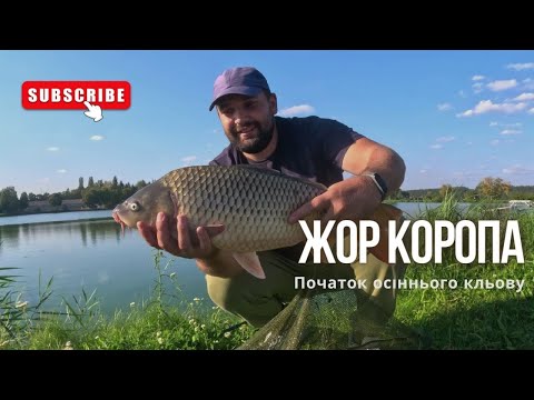 Видео: ЖОР КОРОПА - Початок осіннього кльову. Забір'я