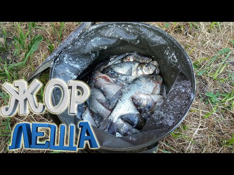 Видео: Рыбалка На ФИДЕР. Отдых На ПРИРОДЕ. Рузское Водохранилище. ЕДА На Костре. Свинина По-Мексикански.