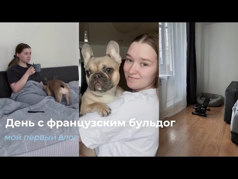 Видео: VLOG| ДЕНЬ С ФРАНЦУЗСКИМ БУЛЬДОГОМ|НАЧАЛА ХОДИТЬ НЕ СТЕППЕРЕ|ХУДЕЮ