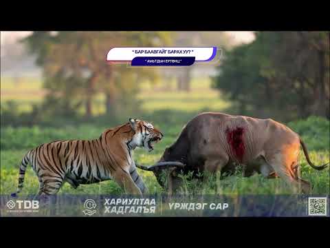 Видео: Бар баавгайг барах уу? - АМЬТДЫН ЕРТӨНЦ