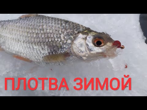 Видео: Ловля белой рыбы на спортивную мормышку! Плотва клюет и в мороз, и в оттепель!