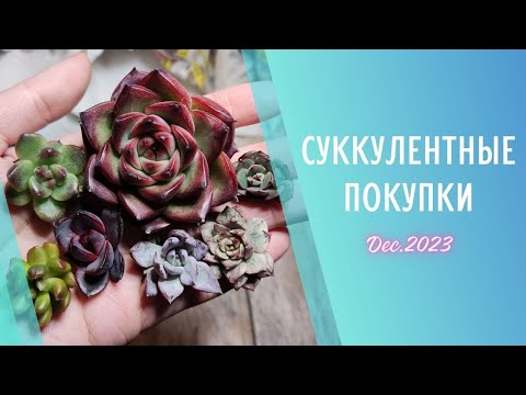 Видео: Распаковка суккулентов 🌱 Декабрь 2023