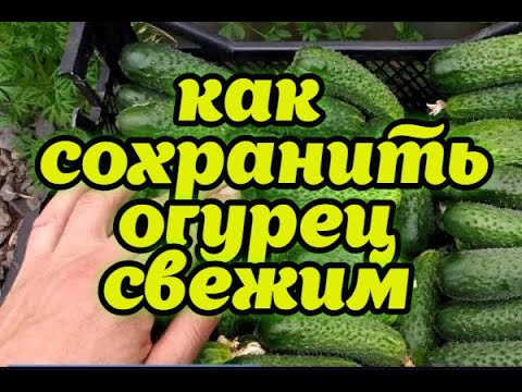 Видео: Как дольше сохранить огурцы свежими!