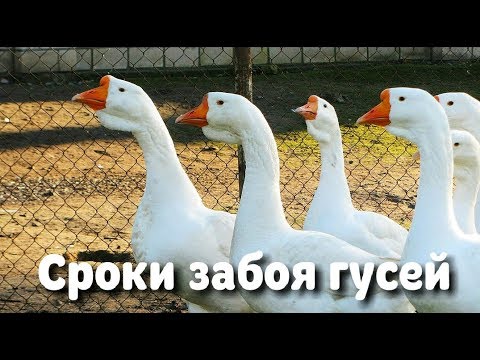 Видео: Оптимальные сроки забоя гусей.