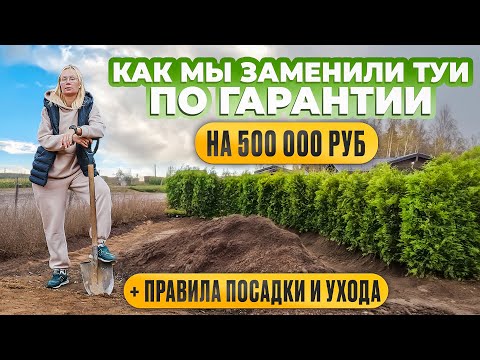 Видео: Как мы заменили туи по гарантии! Правила посадки и ухода.