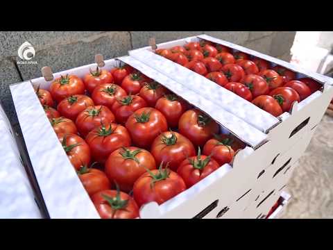 Видео: Жылыжай. Қияр, қызанақ \ Үшінші мегаполис \ Асыл арна