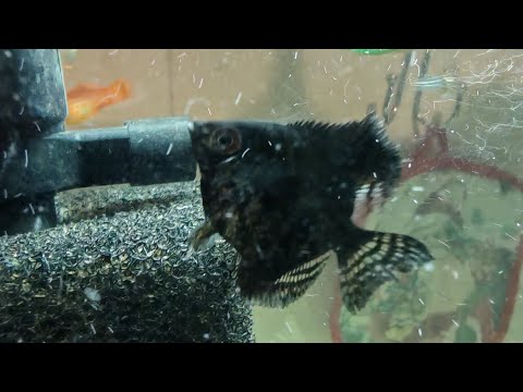 Видео: Купуємо акваріумних рибок. Стрім з ринку🐠🐟Ледве не купили шотландського котика🐈‍⬛