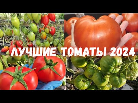 Видео: УРОЖАЙНЫЕ ТОМАТЫ в любой год, САЖАЮ ЕЖЕГОДНО и собираю урожай тоннами