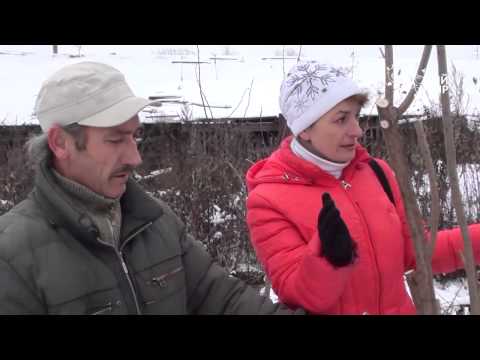 Видео: Лекарственные растения в саду.Черная древовидная бузина. Сайт "Садовый мир"