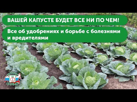 Видео: УХОД ЗА КАПУСТОЙ В ОТКРЫТОМ ГРУНТЕ. Секреты подкормки капусты и борьбы с болезнями и вредителями!