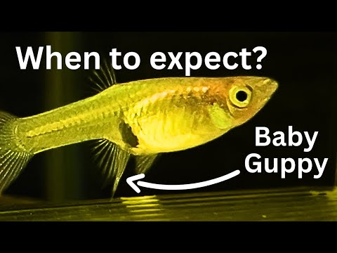 Видео: Как узнать, когда гуппи родит? 4 признака родов у гуппи Эндлера!
