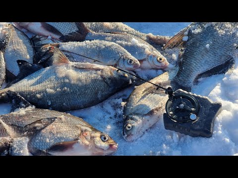 Видео: Знайшли яму де збилася вся риба ⚡ Зимова риболовля на ляща і судака