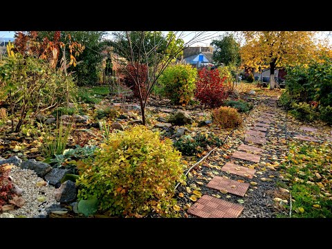 Видео: Відгук про продавця. ОСІНЬ і повно роботи#декоративнийсад