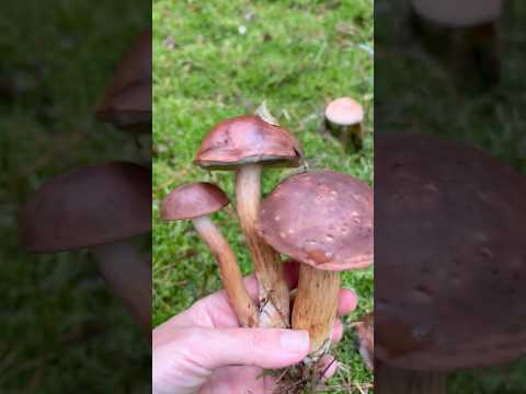 Видео: 🍄‍🟫 Грибной сезон!!!🍂