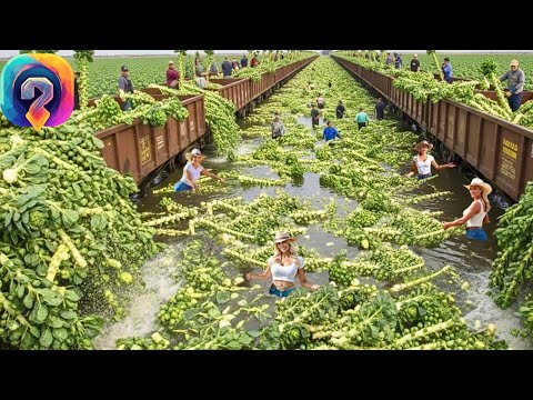 Видео: Современные сельскохозяйственные машины на новом уровне — фермеры собирают миллиарды тонн  урожая!