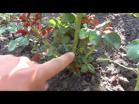 Видео: Базальный побег на розе. Как спровоцировать рост!