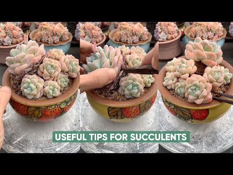 Видео: ПРОСТОЙ уход за суккулентными растениями для начинающих!