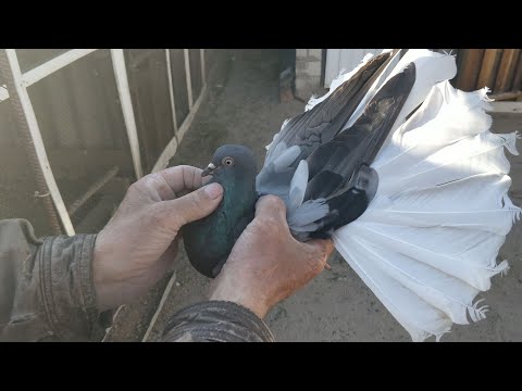Видео: Голуби моего дедушки , гоняем зимнюю и весеннюю молодежь